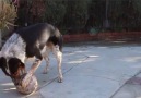 Smartest Dog Ever.... !!!