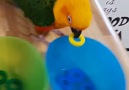 Smartest parrot EVER