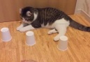 Smart kitty!