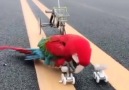 Smart Parrot Show Off Amazing Skills.