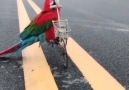 Smart parrots show off amazing skills