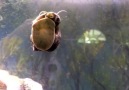 Snail Eating Is Strangely Hypnotizing