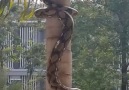 SNAKE COILS ITS WAY UP A TREE