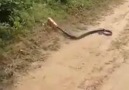 Snake in beer cane