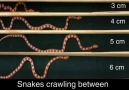 Snakes' Experiment