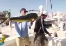 Sneaky Sea Lion Steals Monster Fish