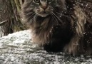 Snowfalls cat