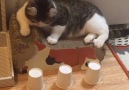 Snows cup and ball trick compilation (courtesy @curlysnow0915)