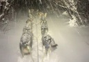 Snow Storm!! - Wild and Free Mushing