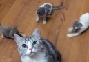 So adorable how the three kittens play with the mother cats tail.