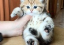 So chubby and cute!