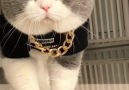 So cool Join our group Cats My Life