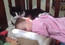 SO CUTE This cat cleaning this toddler will make your day!