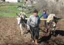 Soğan Ekmek Benim Bal Sizin Olsun Köyümü... - Kastamonu Sevdadır