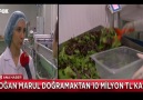 Soğan marul doğramaktan 10 milyon TL kar