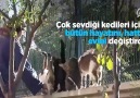 Sokak hayvanlarının da melekleri vardır