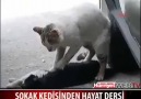 Sokak Kedisinden Hayat Dersi ! İnsan Yapmaz Bunu