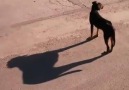 Sokak Köpeklerinin Gözünden Dünya (İzleyin, zaten paylaşacaksanz)