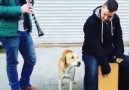 Sokak Müzisyenlerine Efkarlı Bir Şekilde Eşlik eden Sokak Köpeği