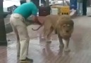 Sokak ortasında aslan yıkıyor :):):)