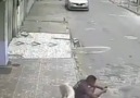 Sokaktaki gereksiz insanlara işaret koyan köpek