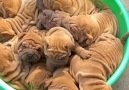 So many rolls so many WRINKLES