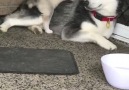 Some dogs are born clumsy... Husky babies