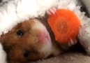 Sometimes you need a hamster eating a carrot wrapped in a blanket...