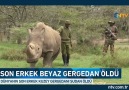 Son erkek beyaz gergedan öldü (Dünya üzerinde sadece 2 tane dişi kaldı)