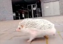 SONIC! HE CAN REALLY MOVE! unizo.the.hedgie IG