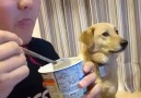 Sönmez Reyiz - Sahibi yemek yerken bakan köpek