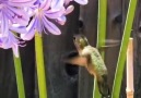 So refreshing to watch this Hummingbird feed on real flowers