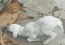 Sorgunlum - Köpeği şiddet uygulayarak sütünü içen kuzu
