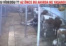 soru videosu AZ ÖNCE BU AHIRDA NE YAŞANDI ÖYLE