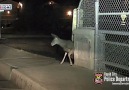 South Dakota Police Officer Saves Deer Stuck in Fence