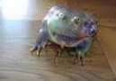 Soviet Kazakhbrick - lsd frog Facebook