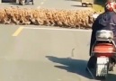 So why did 20,000 ducks cross the road?