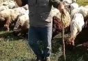 Söyleyen Selo çoban