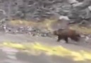 So You Think You Can Outrun A Grizzly Bear?