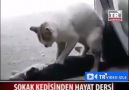 Sözün bittiği an! Ölen Dişi Kediye Kalp Mesajı Yapan Erkek Kedi!