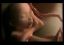 Spermden Doğuma Kadar Anne Karnında