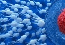 Spermin anne vücudundaki mucizevi yolculuğu ...