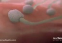 Spermlerin Dişi Vücudundaki Yolculuğu