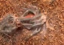 Spider changing its skeletonChanging bones