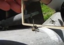 spider in the mirror.