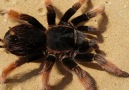 Spider venom has a lot of great medical applications!