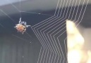 Spider weavas a web..