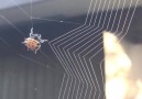 Spider weaves a web. @ifyouhigh