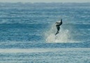 Spinner dolphin