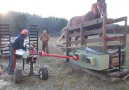 Splitting firewood with horse power - at Biological Woodsmens Week.